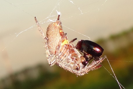Araneidae3 — DSC03185 (13)