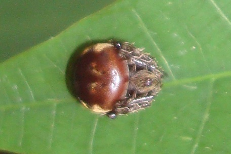 Araneidae3 — DSC08764 (10)