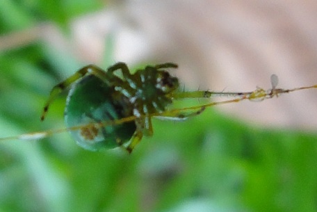 Araneus mitificus — DSC05682 (11)