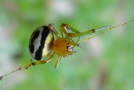 Araneus mitificus — DSC05684 (11)