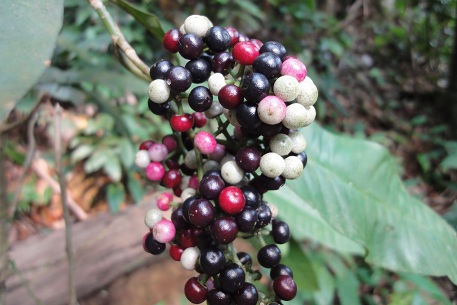 DSC02027 (11)