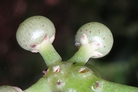 Ardisia sanguinolenta — DSC06316 (13)s
