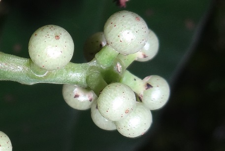 Ardisia sanguinolenta — DSC06316 (13)