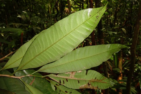 Ardisia sanguinolenta — DSC07408 (13)