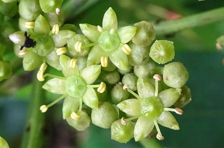 Arthrophyllum diversifolium — DSC02778 (14)