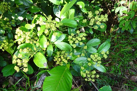 Arthrophyllum diversifolium — DSC02779 (14)