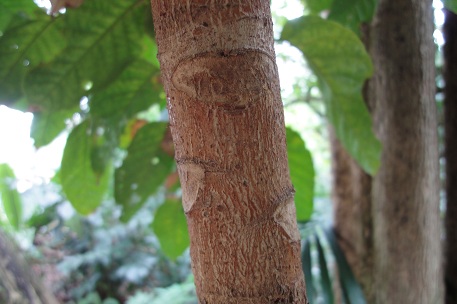 Arthrophyllum diversifolium — DSC03727 (11)