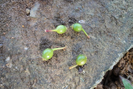 Arthrophyllum diversifolium — DSC04815 (11)
