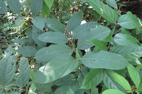Arthrophyllum diversifolium — DSC04826 (11)