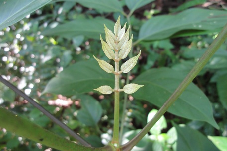 Arthrophyllum diversifolium — DSC04827 (11)