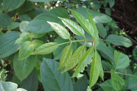 Arthrophyllum diversifolium — DSC04828 (11)