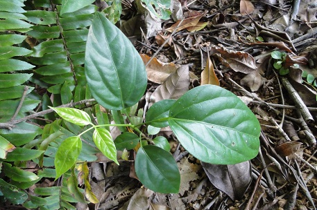 Arthrophyllum diversifolium — DSC04830 (11)