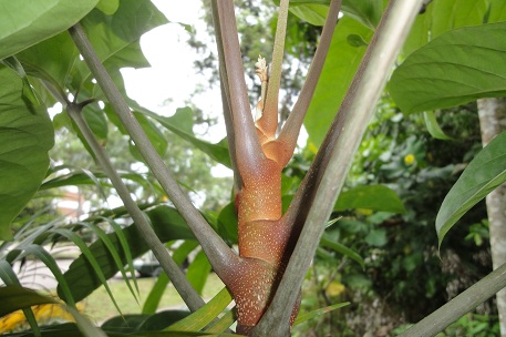 Arthrophyllum diversifolium — DSC04985 (11)