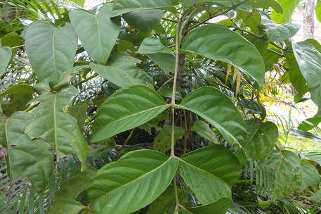 Arthrophyllum diversifolium — DSC04986 (11)