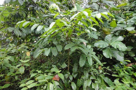 Arthrophyllum diversifolium — DSC04987 (11)