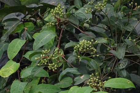Arthrophyllum diversifolium — DSC07667 (14)