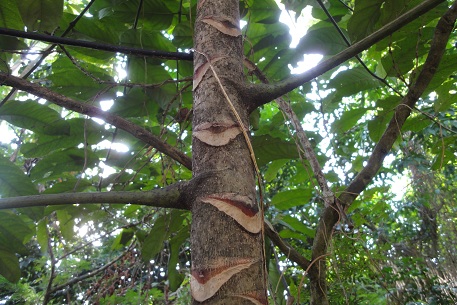Arthrophyllum diversifolium — DSC09490 (11)