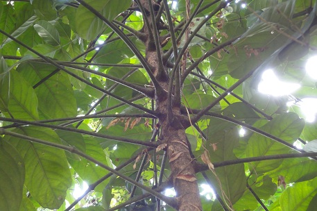 Arthrophyllum diversifolium — DSC09491 (11)