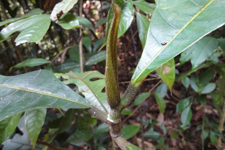 Artocarpus elasticus — DSC04655 (11)