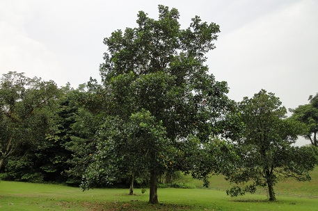 DSC00478 (10)