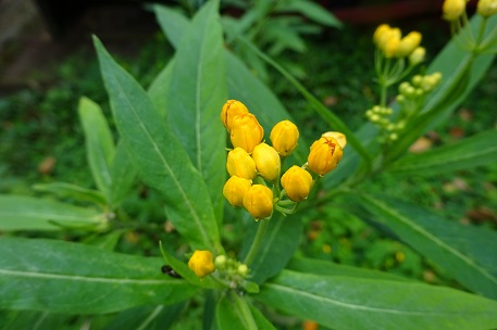 Asclepias curassavica — DSC07582 (15)