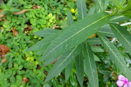 Asclepias curassavica — DSC07584 (15)