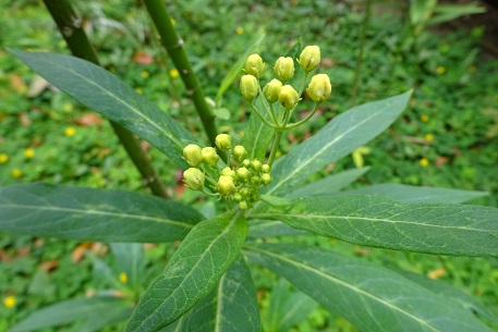 Asclepias curassavica — DSC07585 (15)