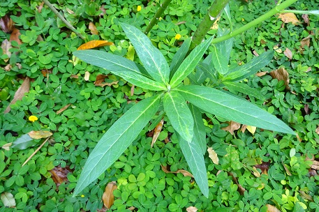 Asclepias curassavica — DSC07590 (15)