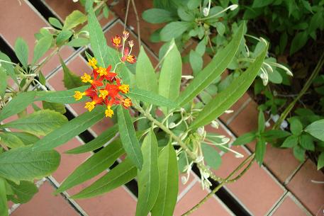 Asclepias curassavica — DSC08072 (10)