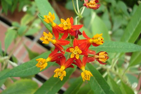 Asclepias curassavica — DSC08073 (10)