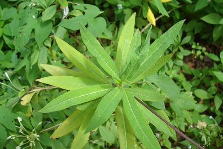 Asclepias curassavica — DSC08077 (10)