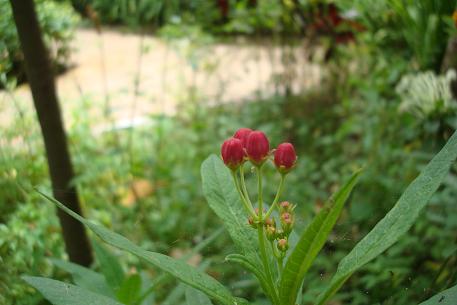 Asclepias curassavica — DSC08078 (10)