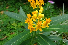 Asclepias curassavica — Hybrid cultivar1