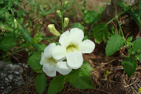 DSC00738 (07)