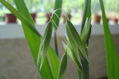Avena sativa — DSC04424 (09)