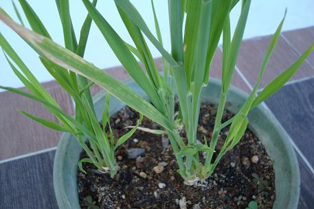 Avena sativa — DSC04651 (09)