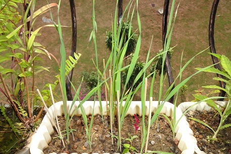 Avena sativa — DSC08995 (14)
