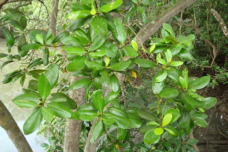 Avicennia officinalis — DSC04430 (08)