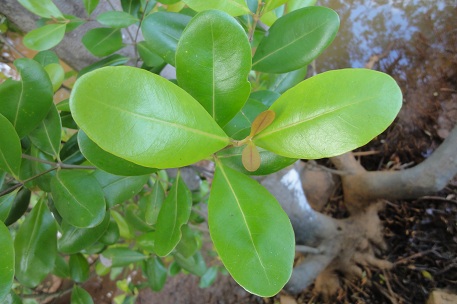 Avicennia officinalis — DSC08121 (12)