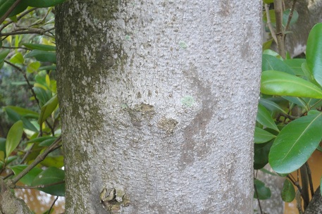 Avicennia officinalis — DSC08123 (12)