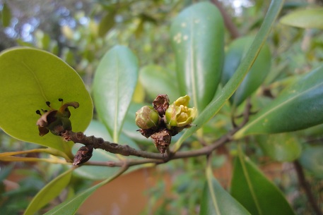 Avicennia officinalis — DSC08124 (12)