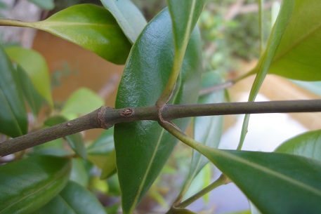Avicennia officinalis — DSC08125 (12)