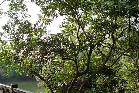 Avicennia officinalis — DSC09885 (08)