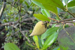 Avicennia officinalis — Pic