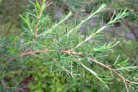 Baeckea frutescens — DSC05739 (15)
