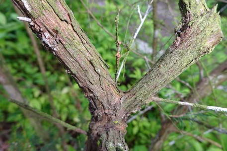 Baeckea frutescens — DSC05741 (15)