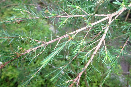 Baeckea frutescens — DSC05743 (15)