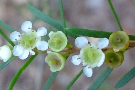 Baeckea frutescens — DSC06712 (15)