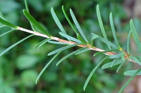 Baeckea frutescens — DSC06715 (15)