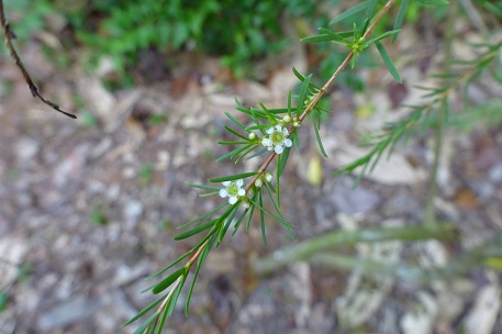 Baeckea frutescens — DSC06716 (15)